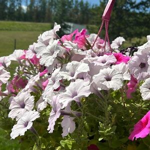 Meet your Posher, Alannah